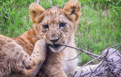 Meet Bahati The Cub The Adorable Model For Simba In The Lion King