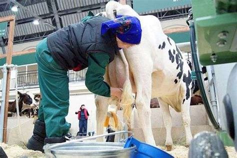 Preparando A Vaca Para Ordenhafazenda Pecuária