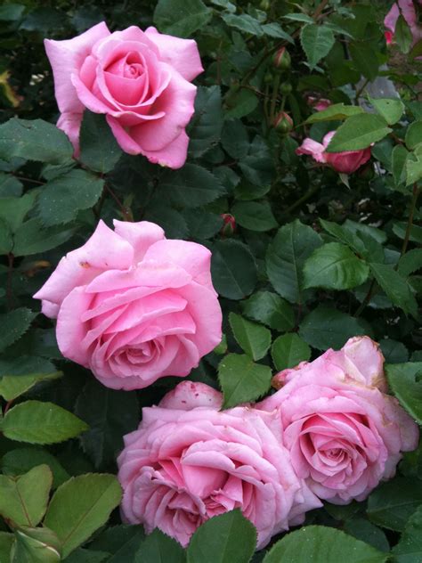 Belinda's dream rose is the first rose to be named a texas superstar and also to receive the prestigious earthkind designation. One of my favorite antique roses-Belinda's Dream! In my ...