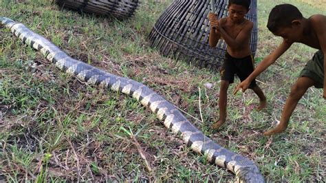 Brave Boys Catch Village Snake On The Rice Field How To Catch Village