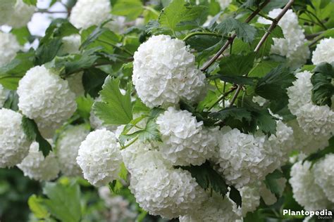 Most viburnums are dense shrubs forming a mass of green foliage, but some varieties grow as loose, open shrubs or small trees. Gemeiner Schneeball, Viburnum opulus - Pflege-Anleitung ...