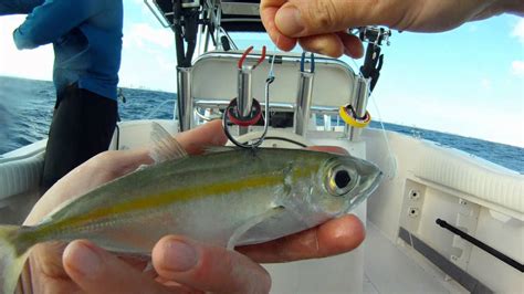 Inshore Fishing Library Your Ultimate Saltwater Inshore Fishing Resource