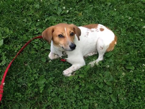 Mixed breed jack russells harbor these same attributes, plus more. Lost Dog Corbi :: Beagle / Jack Russell Terrier Mix Boston ...