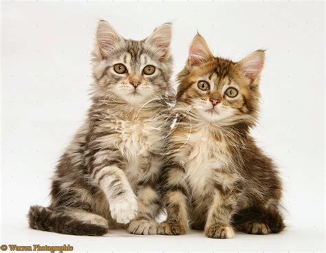 57+ Gambar Kucing Lucu Di Dunia