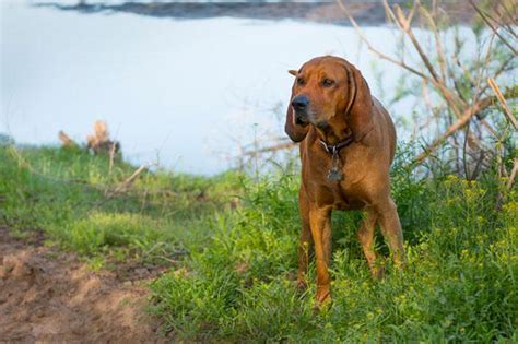 Meet The Breed Redbone Coonhound Sheknows