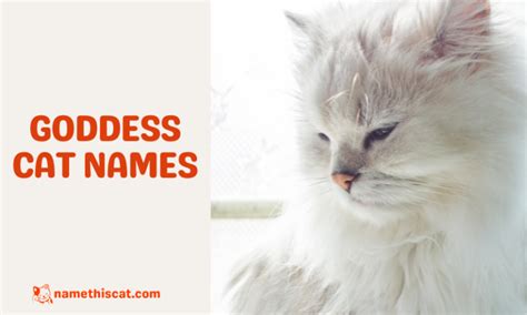 300 Goddess Cat Names Greek Egyptian Norse Moon And More Name This Cat The Best Place