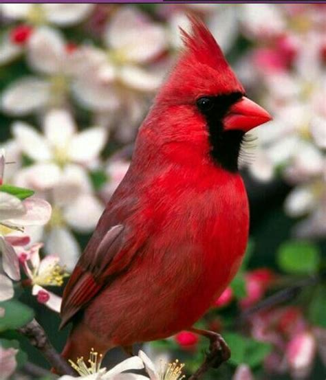 A Pretty Red Bird Beautiful Birds Pet Birds Wild Birds