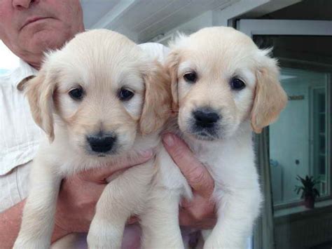 **the aspca is committed to prioritizing the health and safety of the community, the animals in our care and our staff, and we are keeping a close eye on developments related to the we are currently offering remote adoptions in both los angeles and new york city. Golden Retriever Puppies For Adoption For Free | PETSIDI