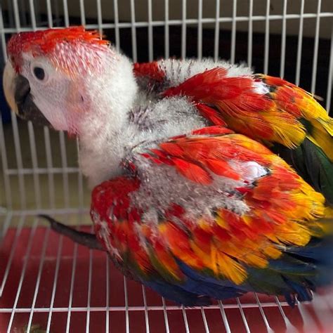 Baby Scarlet Macaw For Sale Swift Parrots Farm