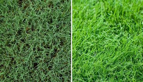 Bermuda Vs Fescue Tulsa Grass Types Green Group Oklahoma