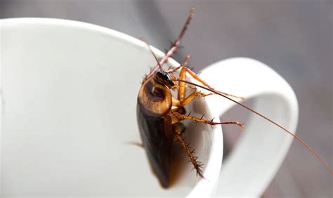 Pest control companies in anniston, oxford, jacksonville and piedmont employ all of these tactics to battle a variety of pests that strike thousands of homeowners every year. Cockroach Control Piedmont, AL. Also Gadsden, Anniston ...