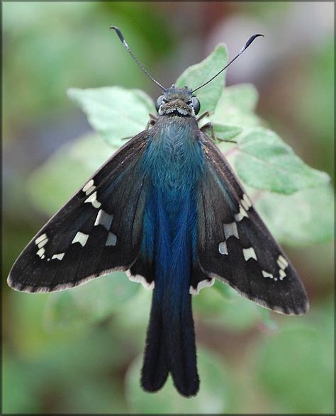 So here is a quick guide to butterfly identification for 22 of the common species in north america, complete with pictures and a little bit about each species (from their immature forms to. Long-tailed Skipper Urbanus proteus