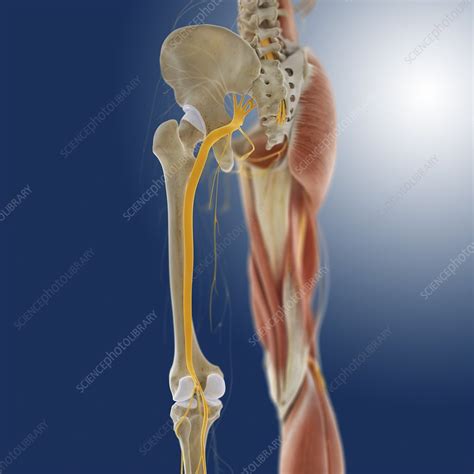 Select from premium lower body anatomy of the highest quality. Lower body anatomy, artwork - Stock Image - C014/5586 - Science Photo Library