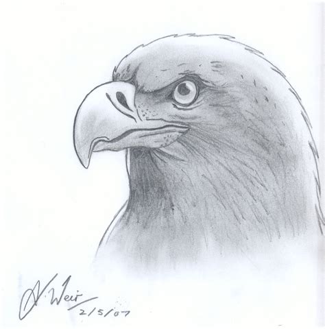 Learn how to draw a realistic bald eagle! Bald Eagle sketch by DimentionDragon on DeviantArt