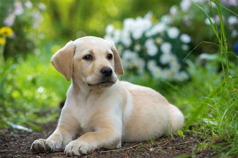 Labrador Retriever Info Temperament Life Span Puppies Pictures