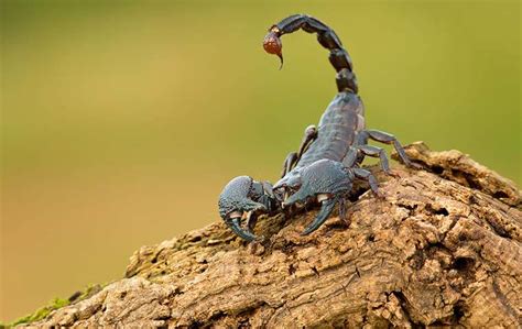 Blue Emperor Scorpion