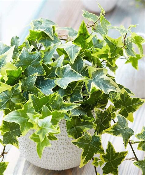 The ivy is a climber and given the right. Variegated English Ivy Trailing Vine Live Plant 6 Pot ...
