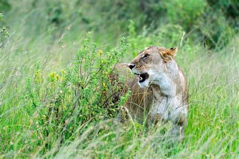 León en la sabana africana masai mara Foto Premium