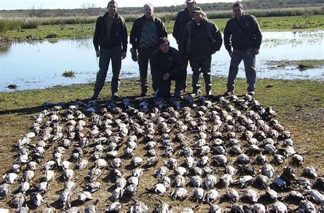 Cazaycazadoreses Caza Patos En Argentina