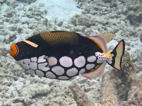 Maldives Underwater Clown Triggerfish Underwater Maldives Sea World