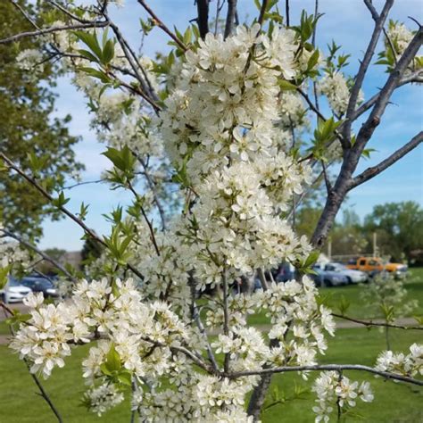 Syriaca), is a cultivar group of plum trees of the genus prunus. Prunus Domestica 'Mirabelle de Nancy', Plum Tree ...