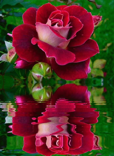 Beautiful Flowers Photos Beautiful Roses Flowers Gif Flowers Nature