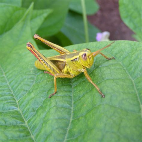 Grasshopper In Canola Syngenta Canada