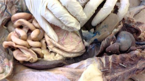 Thus prepared, the cat dissection began. Dissection of Cat Organs - YouTube