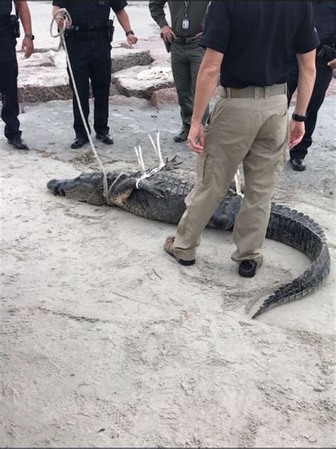 10 Foot Alligator Caught On Galveston Beach