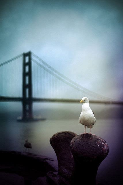 Get festive with our handpicked collection of christmas picture. Seagull By The Baby Pictures, Photos, and Images for ...