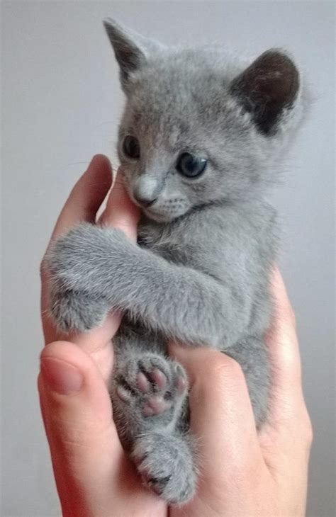They do not lounge the day away but they certainly enjoy a good nap. russian blue kitten for sale | Cute Cats Pictures | かわいい子猫 ...