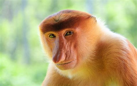 She imagined how beautiful would she look with that necklace around her own neck. Proboscis Monkey