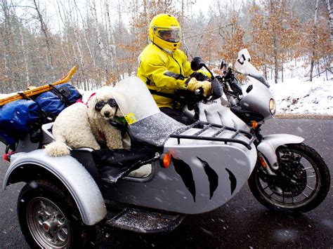 Finally A Documentary About Dogs Riding In Sidecars Wired