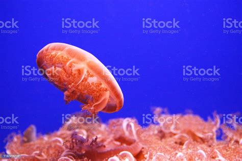 Cassiopea Jellyfish Stock Photo Download Image Now Animal Animal