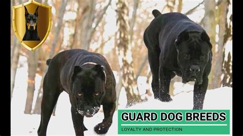 Top 10 Best Guard Dogs Youtube