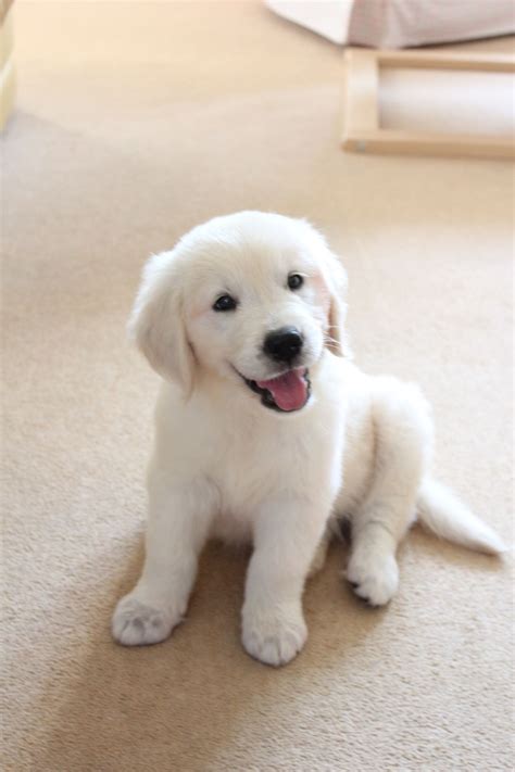 Golden Retriever 10 Week Old Puppy Super Cute Puppies Cute Little