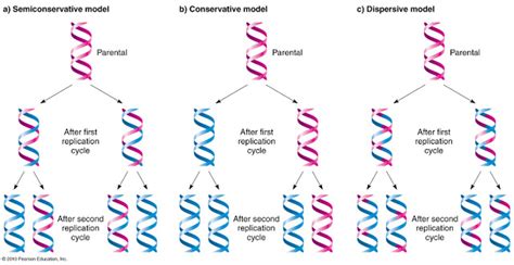 Jelaskan perbedaan teori replikasi DNA konservatif, semi konservatif