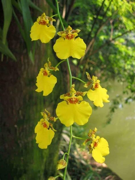 Oncidium Orchids Types How To Grow And Care Florgeous Orchids