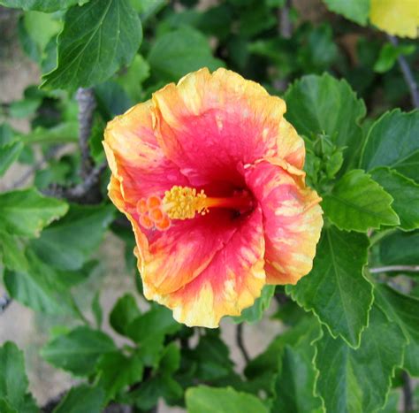 Maybe you would like to learn more about one of these? Philippine Trees and Garden Flowers