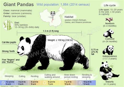 Giant Pandas — All The Things You Want To Know Giant Panda Panda