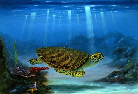 Sea Turtle Paintings Thomas Deir Honolulu Hi Artist