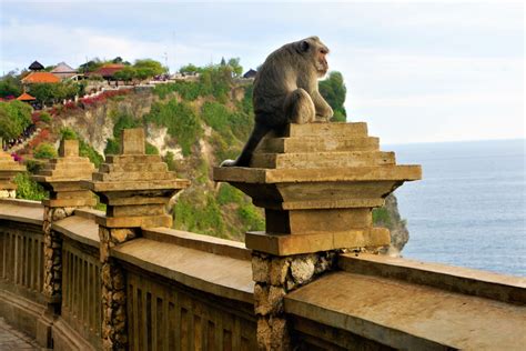 Balis Famous Uluwatu Temple Is Working To Mitigate Behavior Of