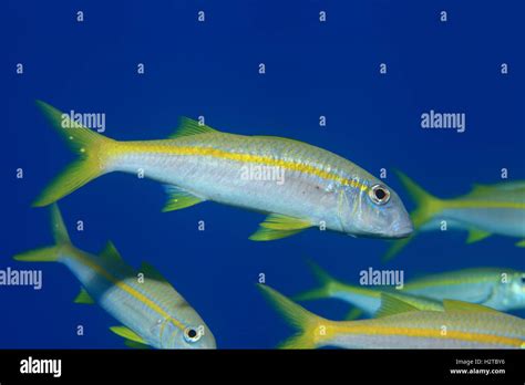 Yellowfin Goatfish Mulloidichthys Vanicolensis Underwater In The