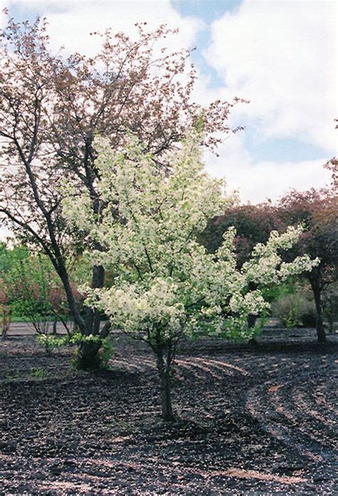 Snowdrift Flowering Crab Malus Snowdrift At Stonegate Gardens