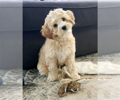 We did not find results for: View Ad: Cavapoo Puppy for Sale near Arizona, PHOENIX, USA ...