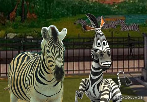 Marty Madagascar Meets Racing Stripes By Collegeman1998 On Deviantart