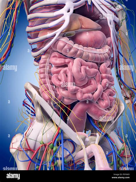 Illustration de l exacte sur le plan médical l anatomie abdominale