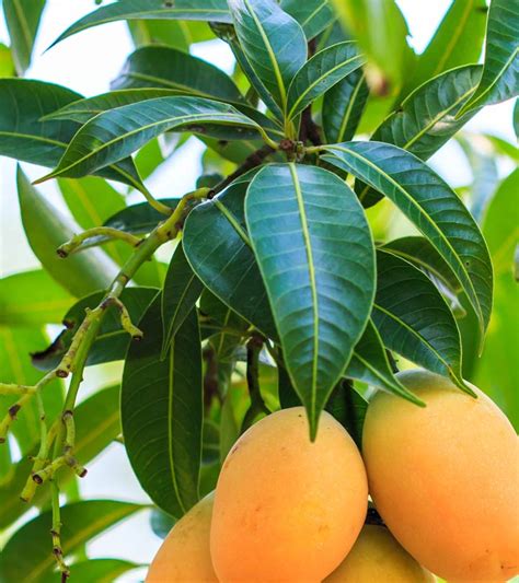 Mango, (mangifera indica), member of the cashew family (anacardiaceae) and one of the most important and widely cultivated fruits of the tropical world. Mango leaves - Medicinal Benefits | | Astroworld Blog