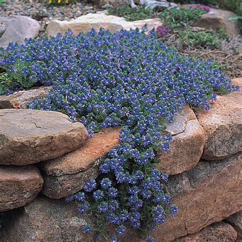 In another week or so, the whole top of these ready to plant. Wooly Turkish Speedwell is a showy, small growing ...