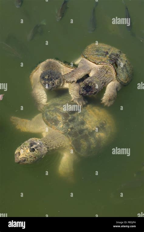 Snapping Turtles Chelydra Serpentina Mating Another Male Attempting